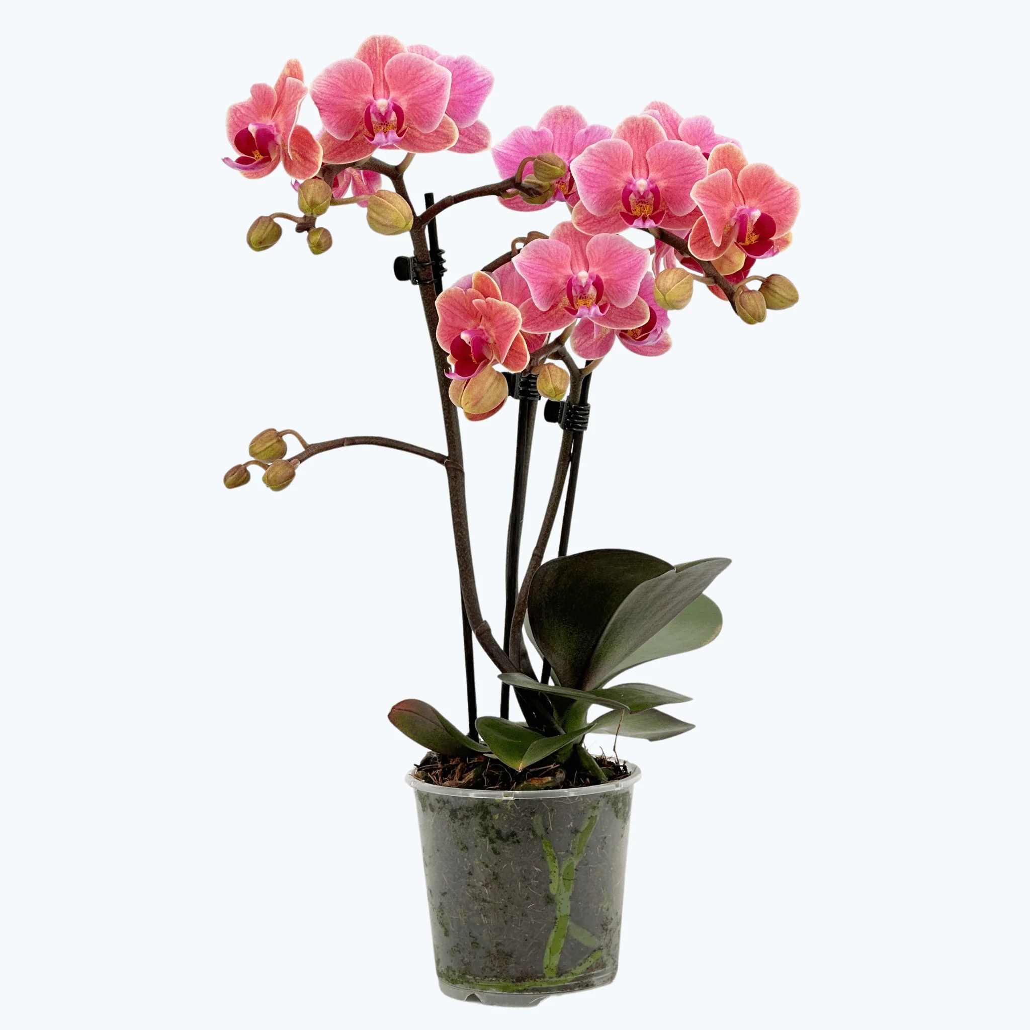 Table Dance Betha mit orangefarbenen Blüten und 2 Rispen Table Dance Betha mit orangefarbenen Blüten und 2 Rispen