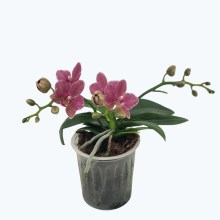 Bonsaiorchidee botanic mit Rosa-roten Blüten und 3 Rispen Bonsaiorchidee botanic mit Rosa-roten Blüten und 3 Rispen