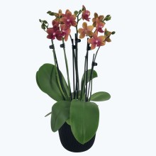 Große Two of Us Duftorchidee Bolgheri mit orangen Blüten und 5+ Rispen im Übertopf Große Two of Us Duftorchidee Bolgheri mit orangen Blüten und 5+ Rispen im Übertopf