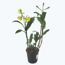 Epicattleya Rene Marques mit 2 Rispen Epicattleya Rene Marques mit 2 Rispen