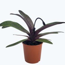 Frauenschuh Paphiopedilum Black Jack mit 1 Rispe Frauenschuh Paphiopedilum Black Jack mit 1 Rispe