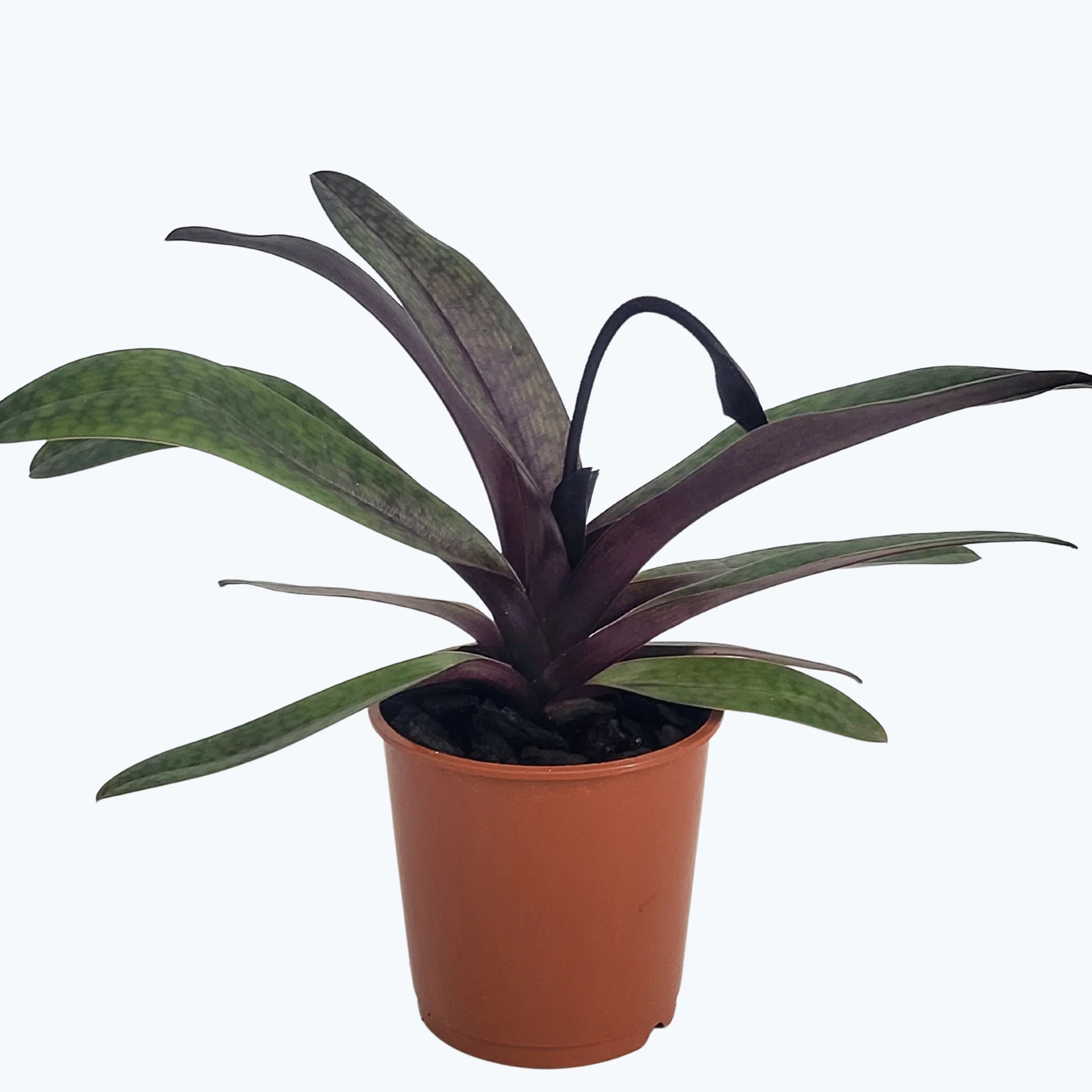 Frauenschuh Paphiopedilum Black Jack mit 1 Rispe Frauenschuh Paphiopedilum Black Jack mit 1 Rispe