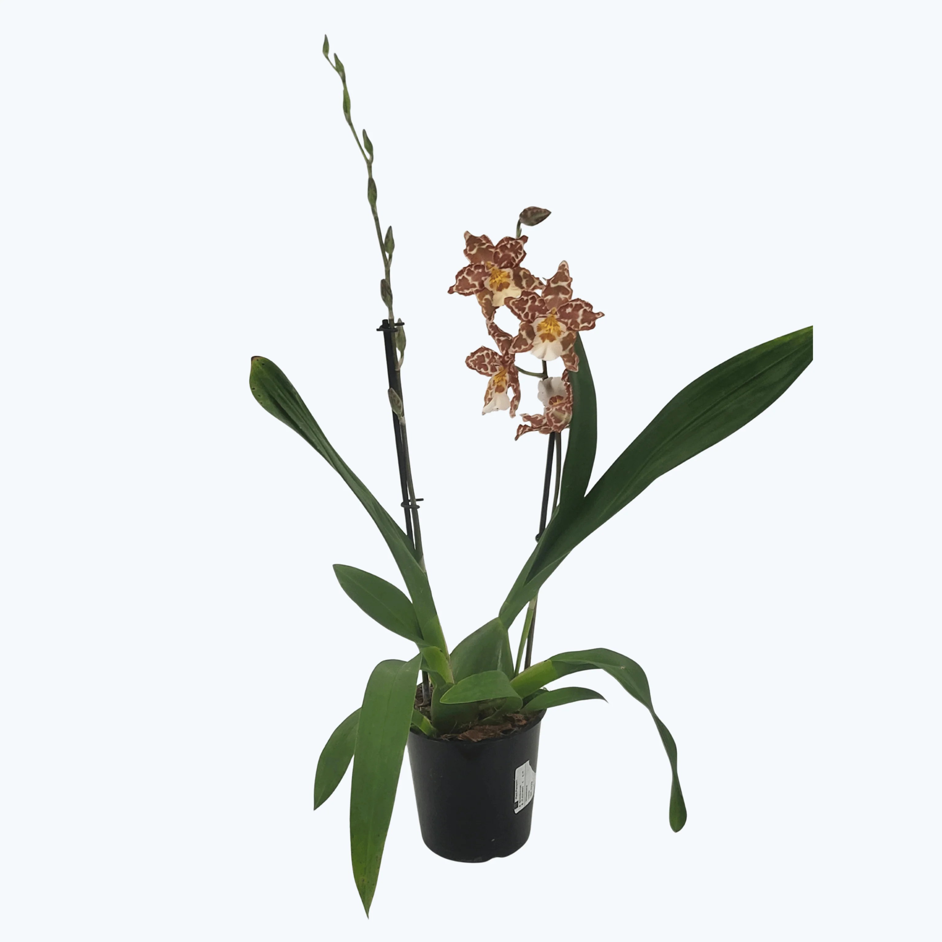 Wilsonara Irene mit orangen Blüten und 2 Rispen Wilsonara Irene mit orangen Blüten und 2 Rispen