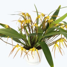 Maxillaria bradei Hybride im Ampeltopf mit gelben Blüten und 25+ Rispen Maxillaria bradei Hybride im Ampeltopf mit gelben Blüten und 25+ Rispen
