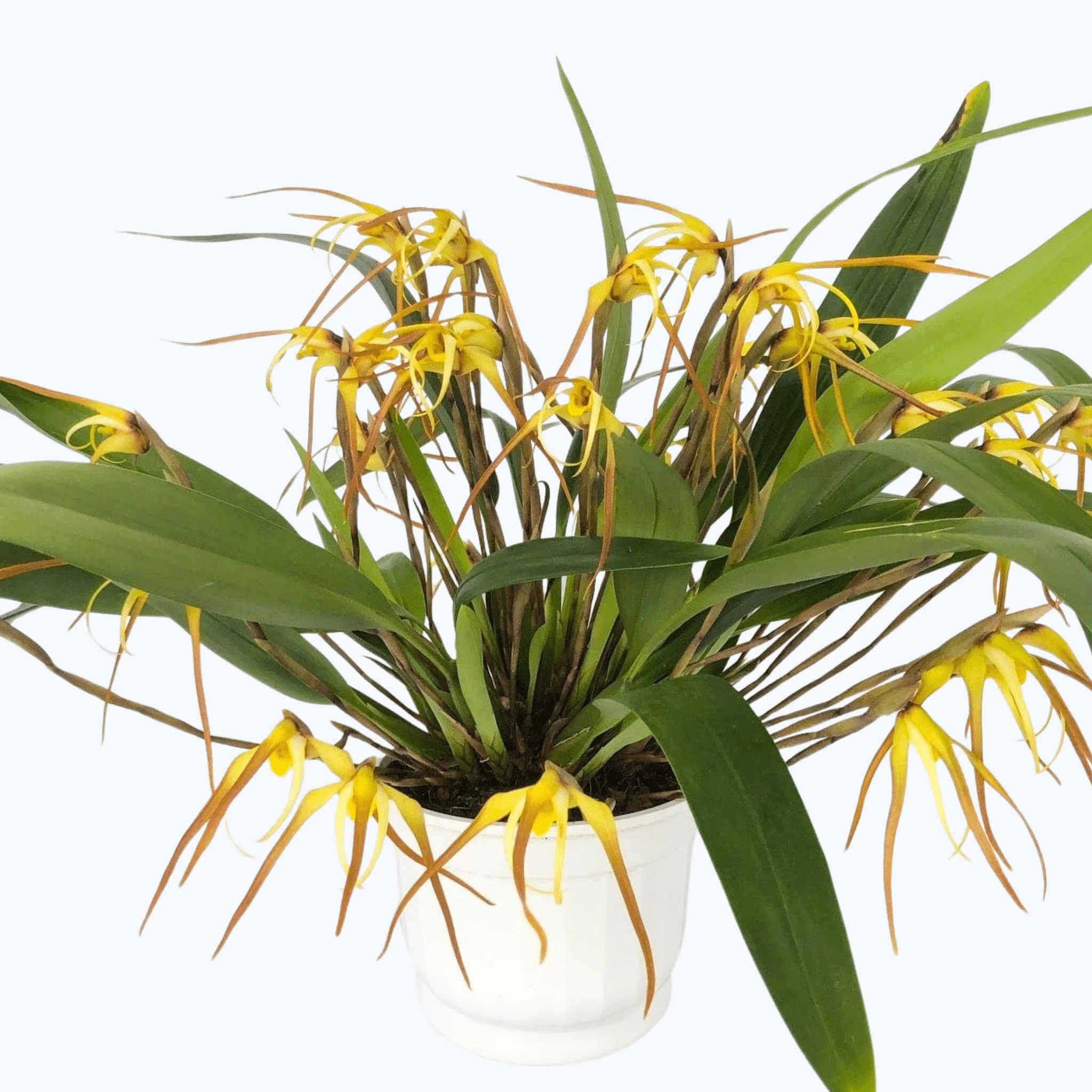 Maxillaria bradei Hybride im Ampeltopf mit gelben Blüten und 20+ Rispen Maxillaria bradei Hybride im Ampeltopf mit gelben Blüten und 20+ Rispen