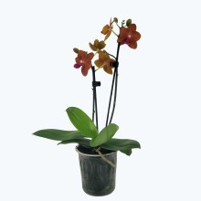 Table Dance Sienna mit orangen Blüten und 2 Rispen Table Dance Sienna mit orangen Blüten und 2 Rispen