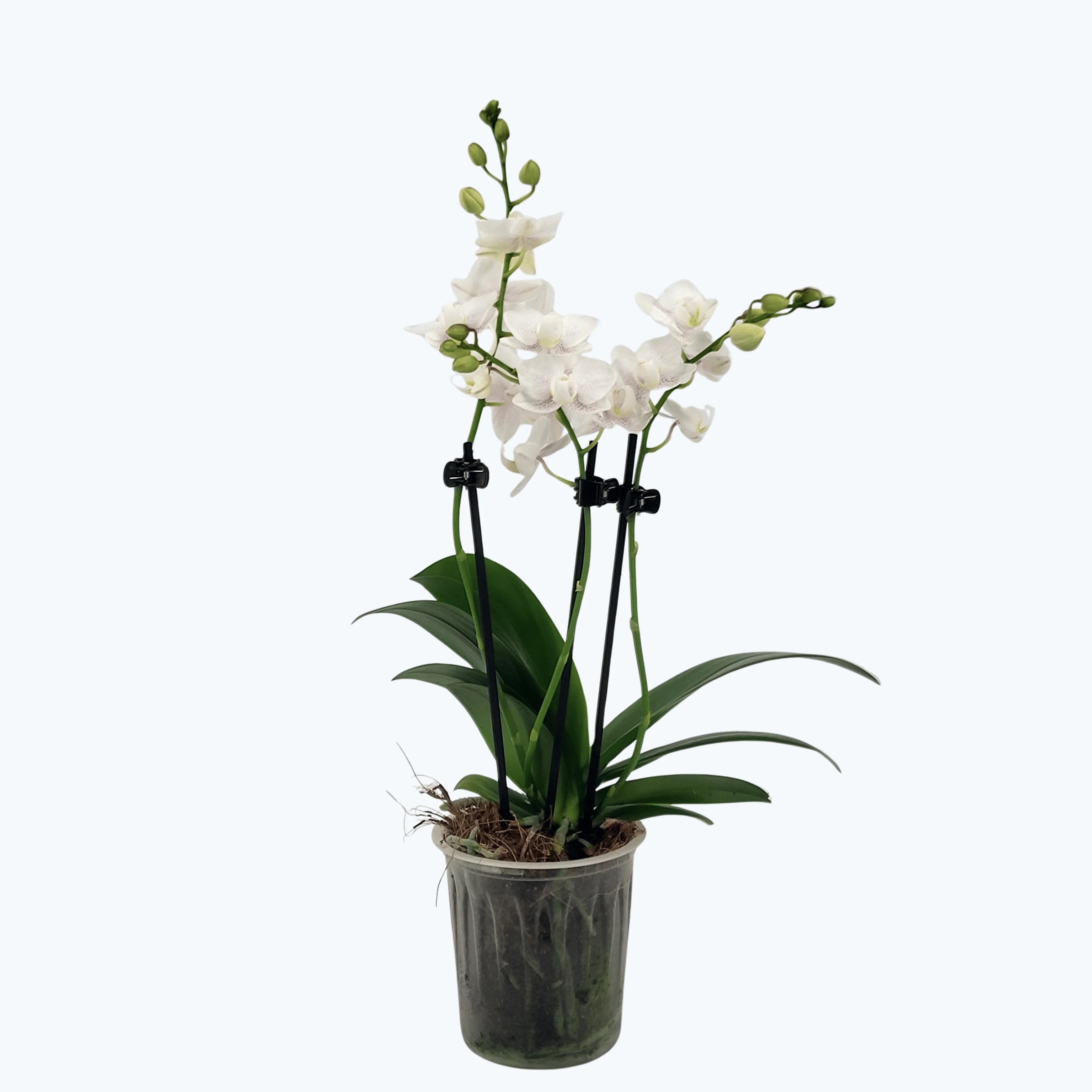 Table Dance Testsorte mit weiß-rosa gesprenkelten Blüten und 3 Rispen Table Dance Testsorte mit weiß-rosa gesprenkelten Blüten und 3 Rispen