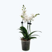 Table Dance Testsorte mit weiß-rosa gesprenkelten Blüten und 3 Rispen Table Dance Testsorte mit weiß-rosa gesprenkelten Blüten und 3 Rispen