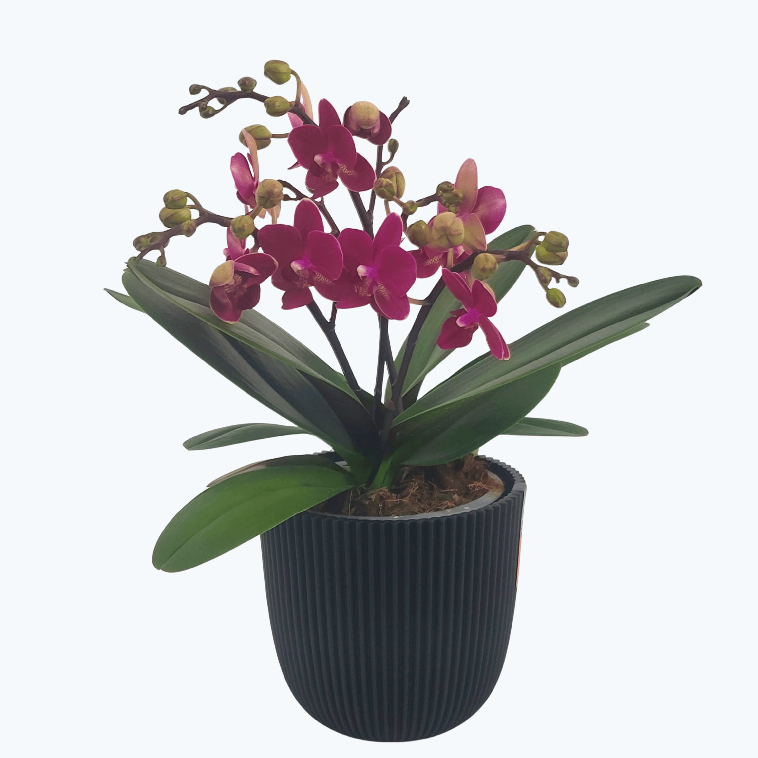 Große Two of Us Chamonix mit weinroten Blüten und 4+ kurzen Rispen im Übertopf Große Two of Us Chamonix mit weinroten Blüten und 4+ kurzen Rispen im Übertopf