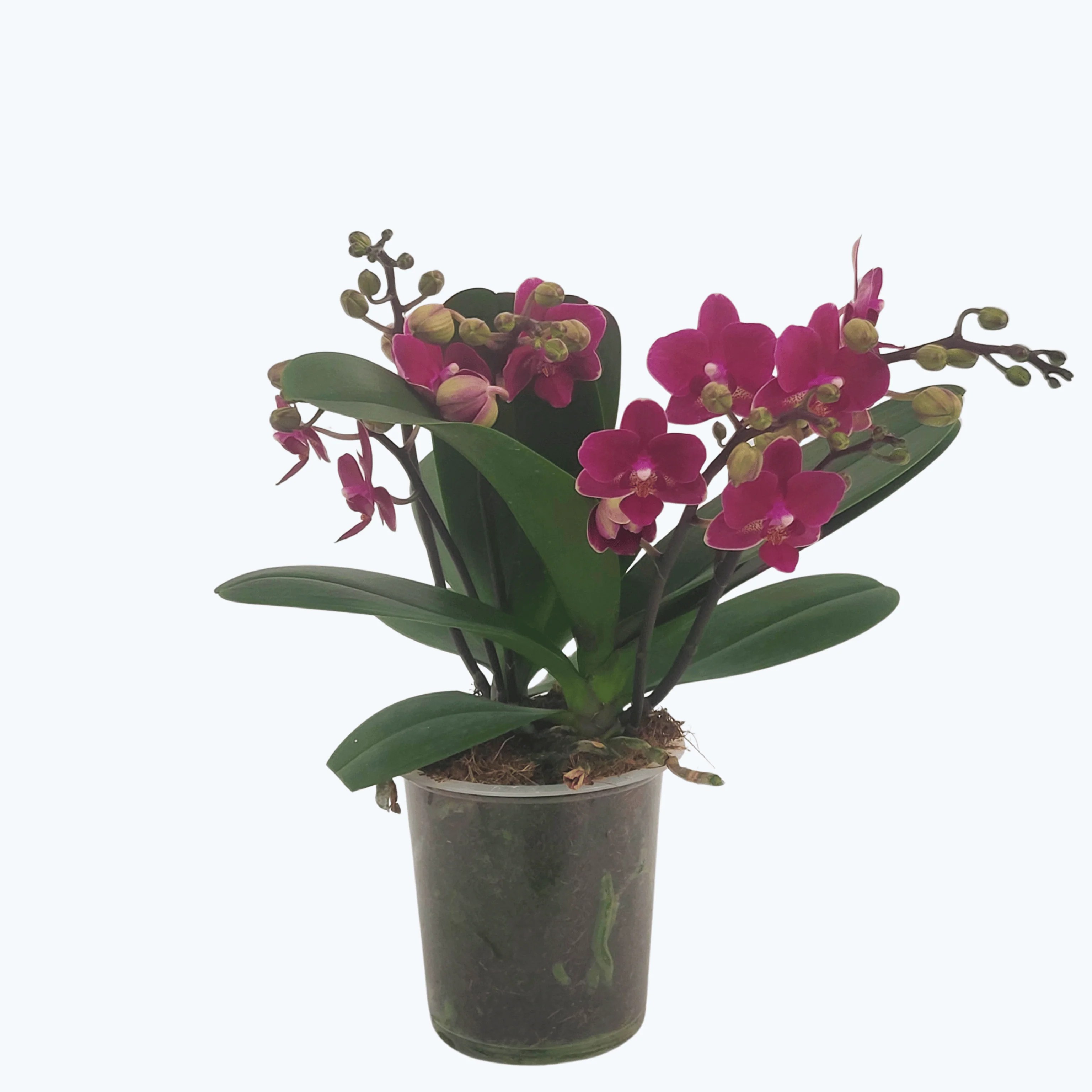 Große Two of Us Chamonix mit weinroten Blüten und 3 Rispen Große Two of Us Chamonix mit weinroten Blüten und 3 Rispen