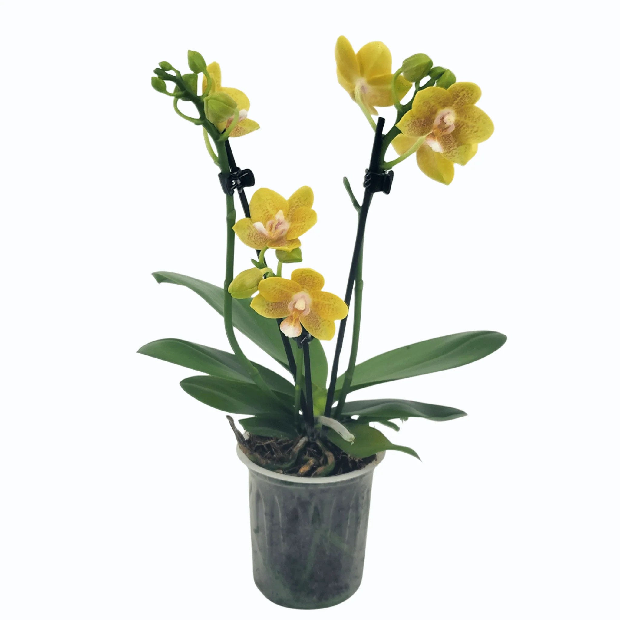 Duftorchidee Table Dance Citrin-Gelb mit gelb-gepunkteten Blüten und 3 Rispen Duftorchidee Table Dance Citrin-Gelb mit gelb-gepunkteten Blüten und 3 Rispen