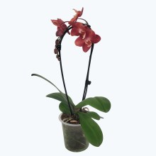 Wasserfall Phalaenopsis Madita mit Bronzetönen Blüten und 1 Rispe Wasserfall Phalaenopsis Madita mit Bronzetönen Blüten und 1 Rispe