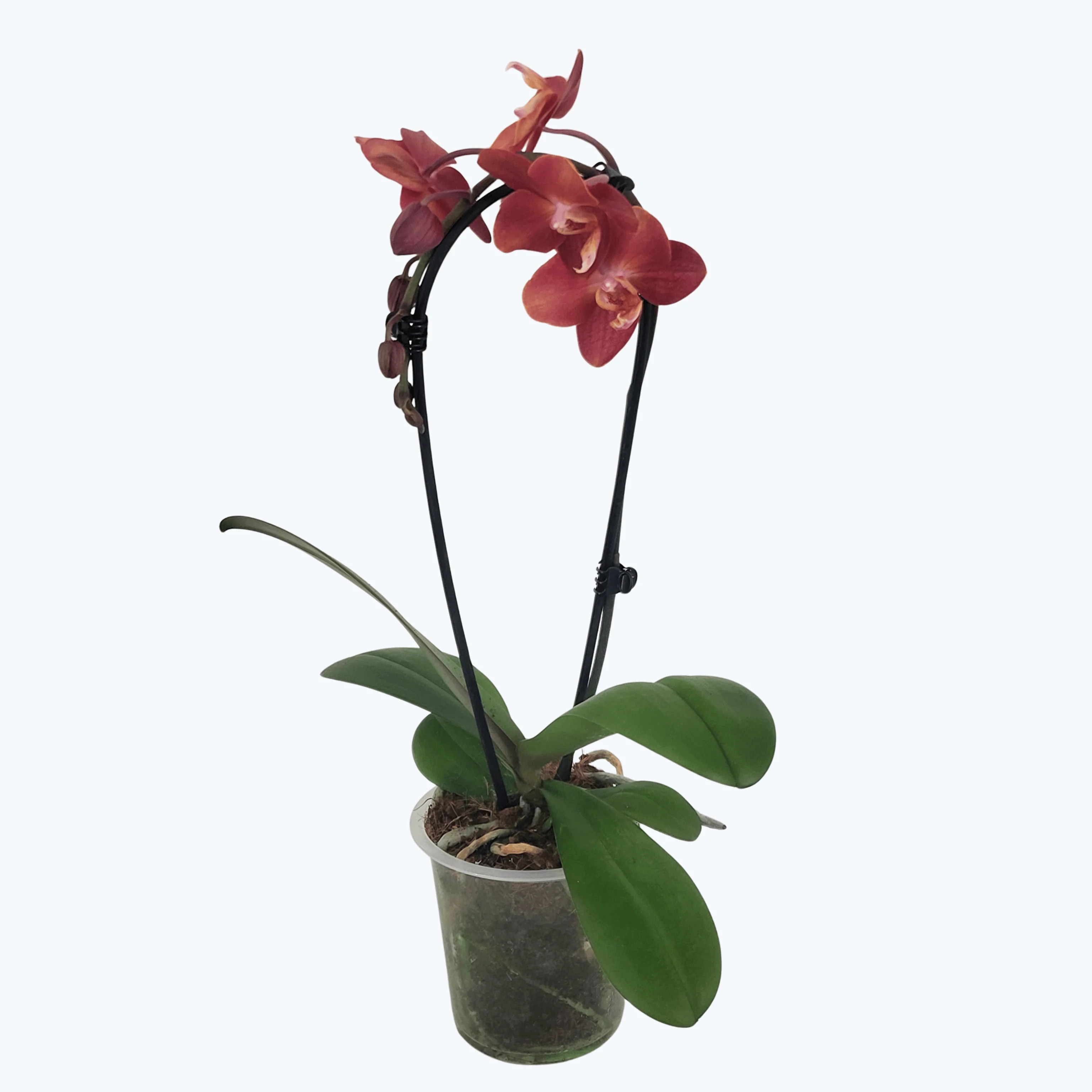 Wasserfall Phalaenopsis Madita mit Bronzetönen Blüten und 1 Rispe Wasserfall Phalaenopsis Madita mit Bronzetönen Blüten und 1 Rispe