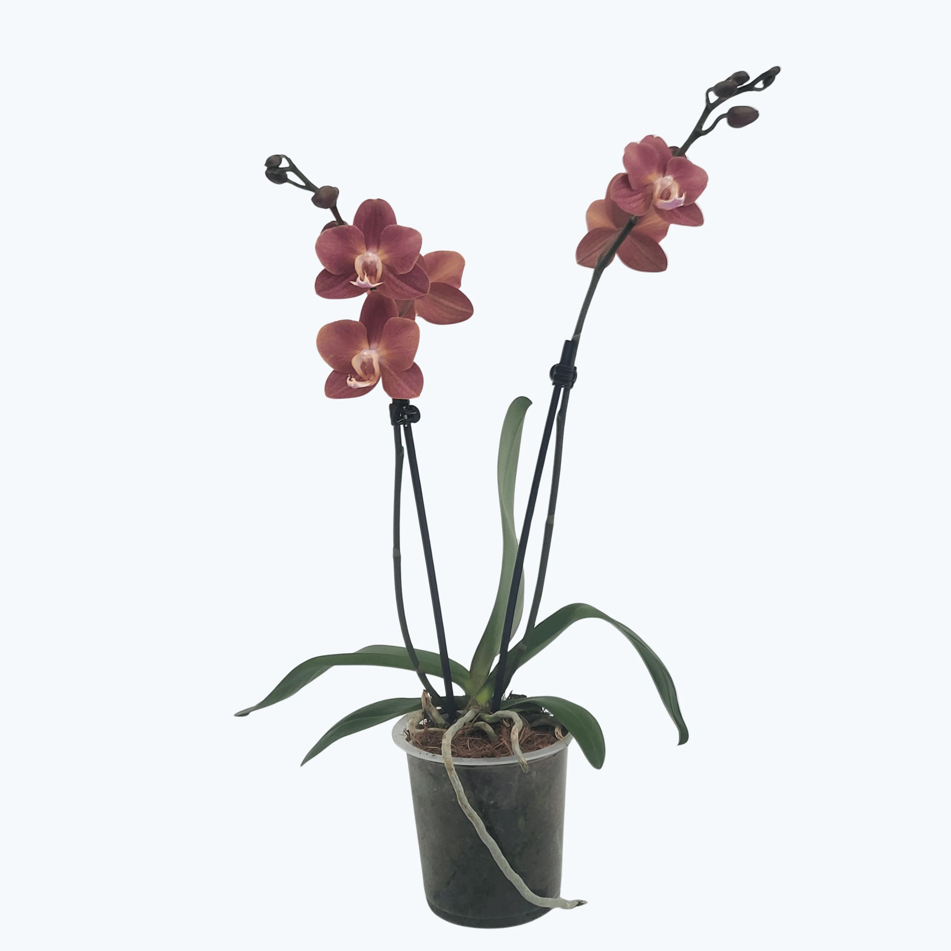 Phalaenopsis Madita mit Bronzetönen Blüten und 2 Rispen Phalaenopsis Madita mit Bronzetönen Blüten und 2 Rispen
