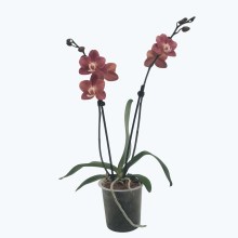 Phalaenopsis Madita mit Bronzetönen Blüten und 2 Rispen Phalaenopsis Madita mit Bronzetönen Blüten und 2 Rispen