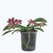 Bonsaiorchidee botanic mit gelb-roten Blüten und 2 Rispen Bonsaiorchidee botanic mit gelb-roten Blüten und 2 Rispen