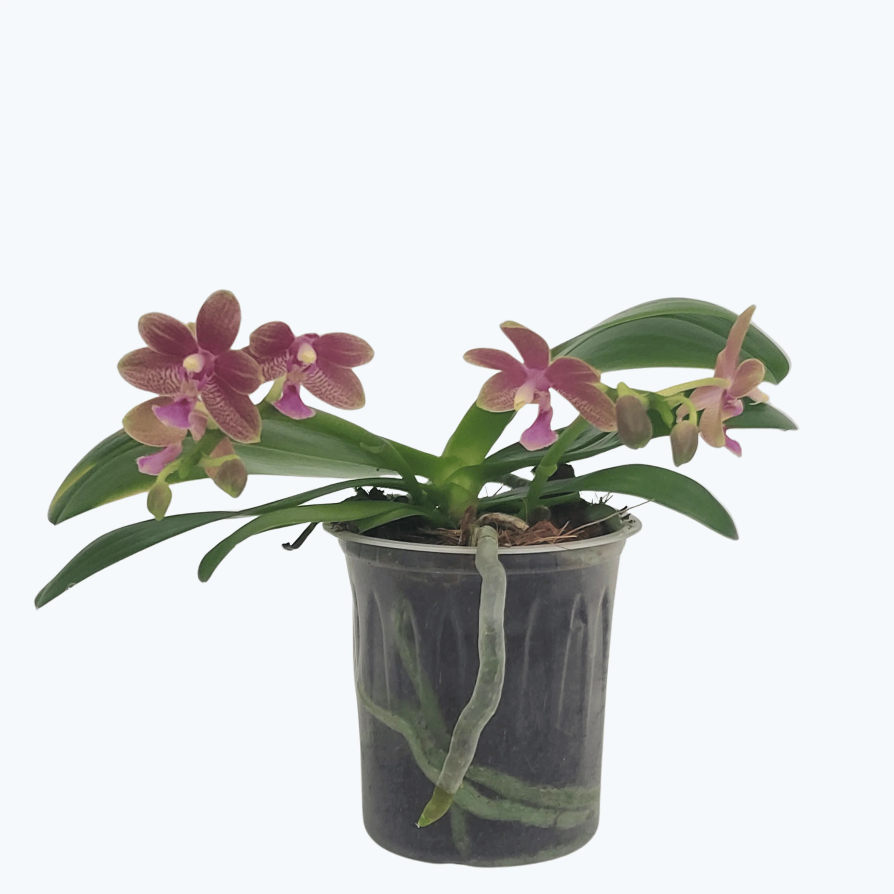 Bonsaiorchidee botanic mit gelb-roten Blüten und 2 Rispen Bonsaiorchidee botanic mit gelb-roten Blüten und 2 Rispen