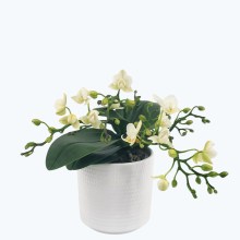 Bonsaiorchidee Nazare mit weißen Blüten und 4+ Rispen inkl. Keramik Bonsaiorchidee Nazare mit weißen Blüten und 4+ Rispen inkl. Keramik