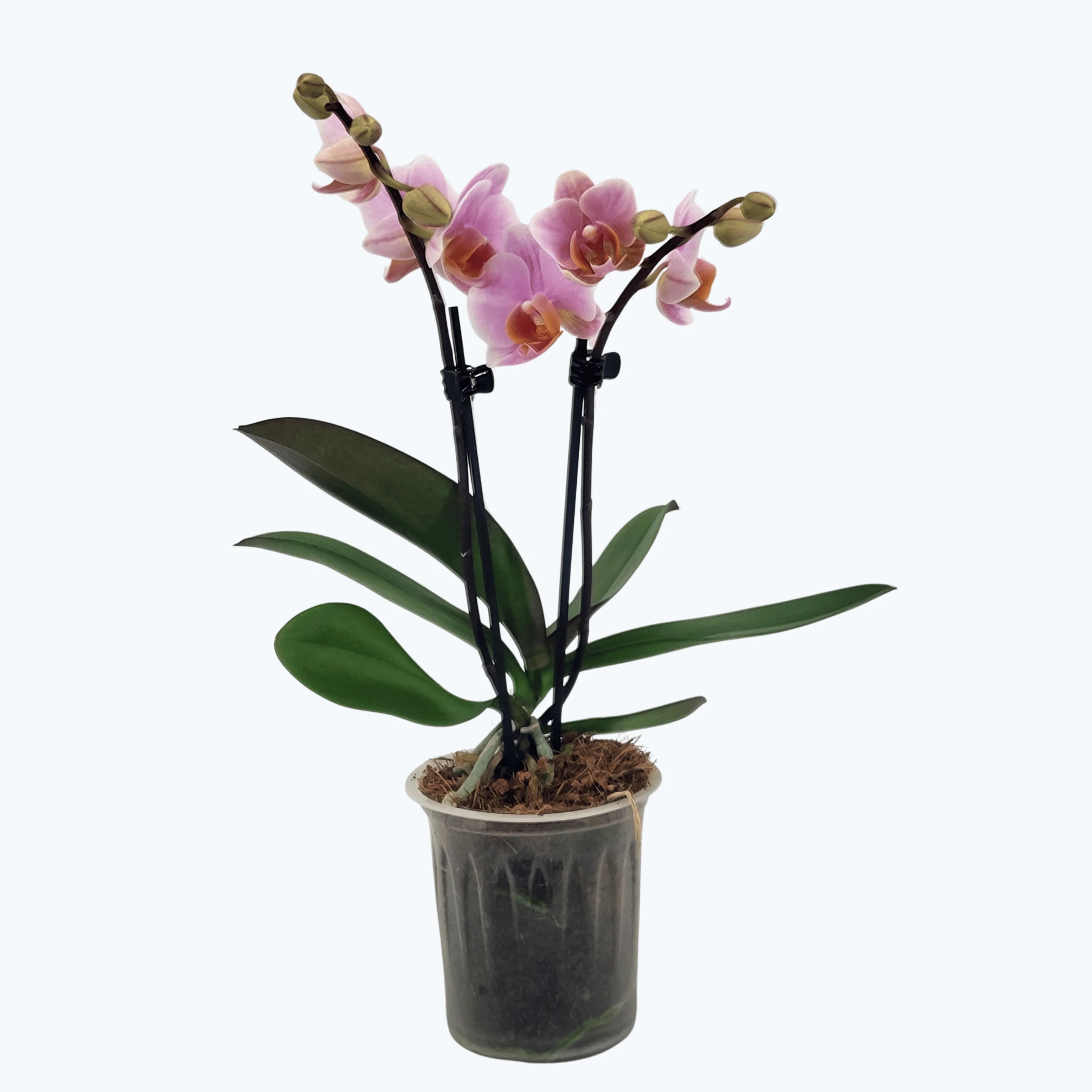 Table Dance Mila mit rosanen Blüten und 2 Rispen Table Dance Mila mit rosanen Blüten und 2 Rispen