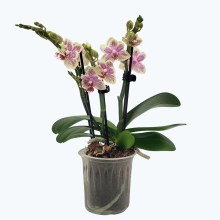 Table Dance Sofia mit zarten cremefarbenen Blüten und 3 Rispen Table Dance Sofia mit zarten cremefarbenen Blüten und 3 Rispen