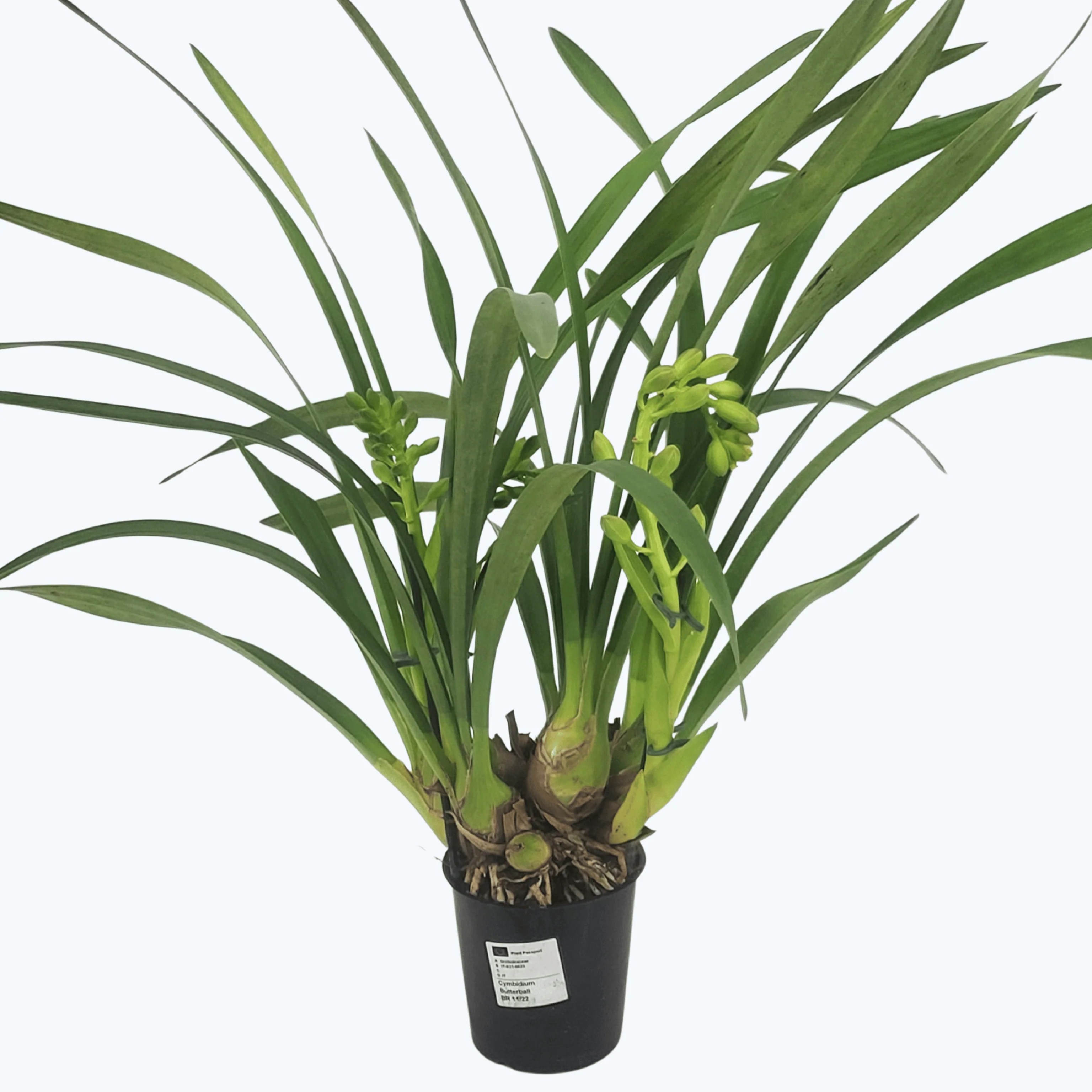Cymbidium Hybride Butterball mit 2 Rispen Cymbidium Hybride Butterball mit 2 Rispen