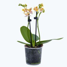 Pelorische Duftorchidee Table Dance Martina mit gelben Blüten und 2 Rispen Pelorische Duftorchidee Table Dance Martina mit gelben Blüten und 2 Rispen