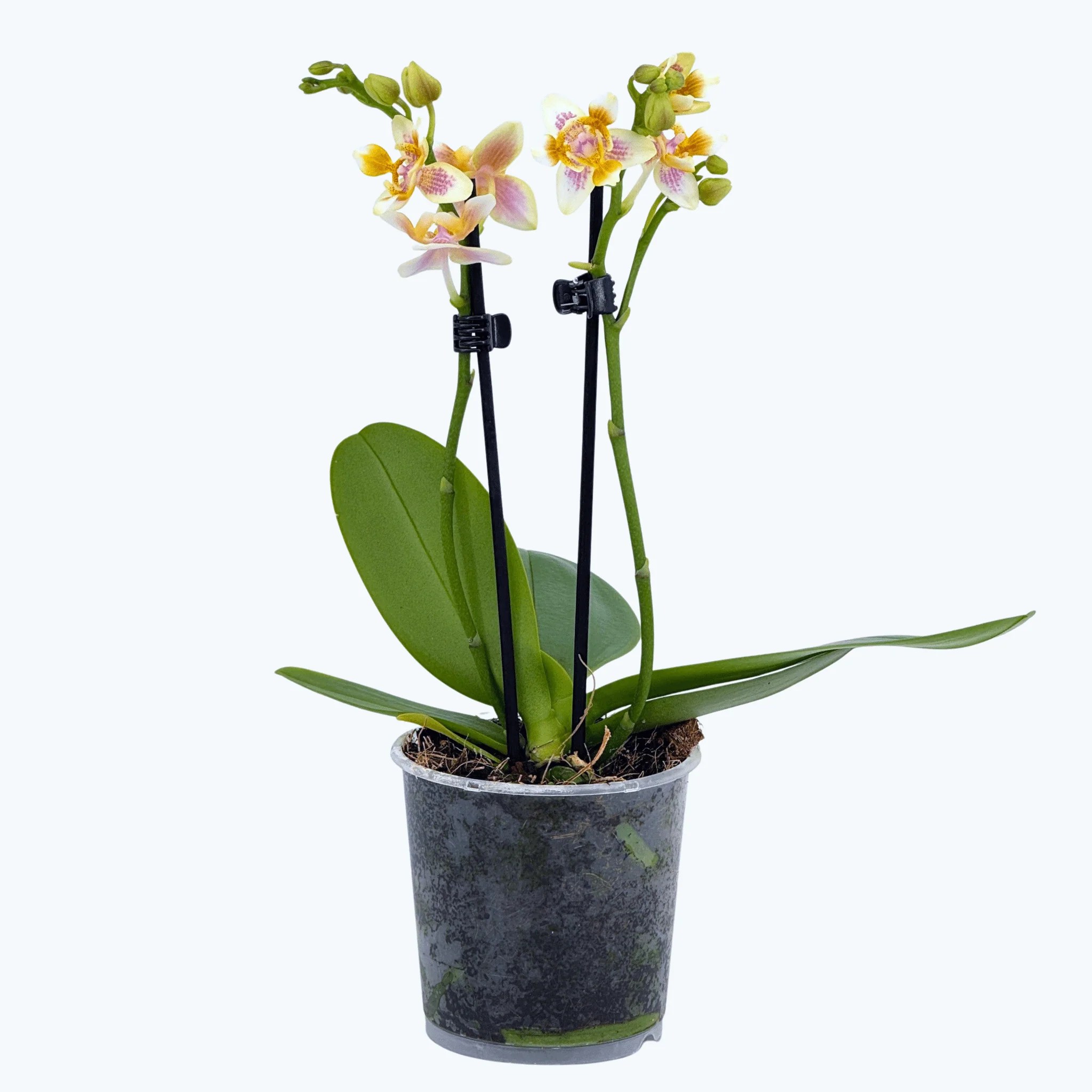 Pelorische Duftorchidee Table Dance Martina mit gelben Blüten und 2 Rispen Pelorische Duftorchidee Table Dance Martina mit gelben Blüten und 2 Rispen