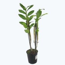 Dendrobium amethystoglossum mit 2+ Rispen Dendrobium amethystoglossum mit 2+ Rispen