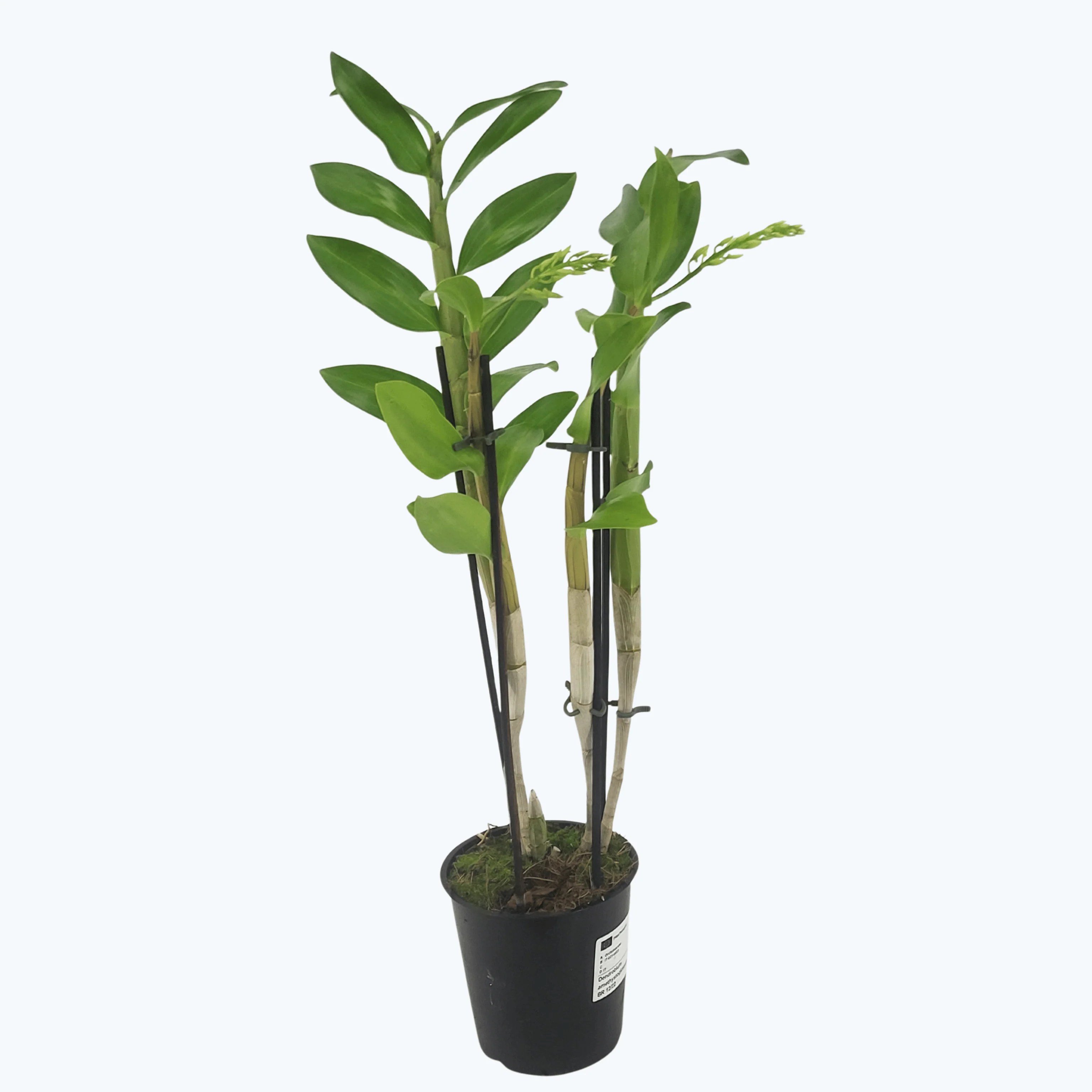 Dendrobium amethystoglossum mit 2+ Rispen Dendrobium amethystoglossum mit 2+ Rispen