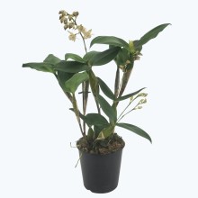 Dendrobium aberrans x polysema mit 2+ Rispen Dendrobium aberrans x polysema mit 2+ Rispen