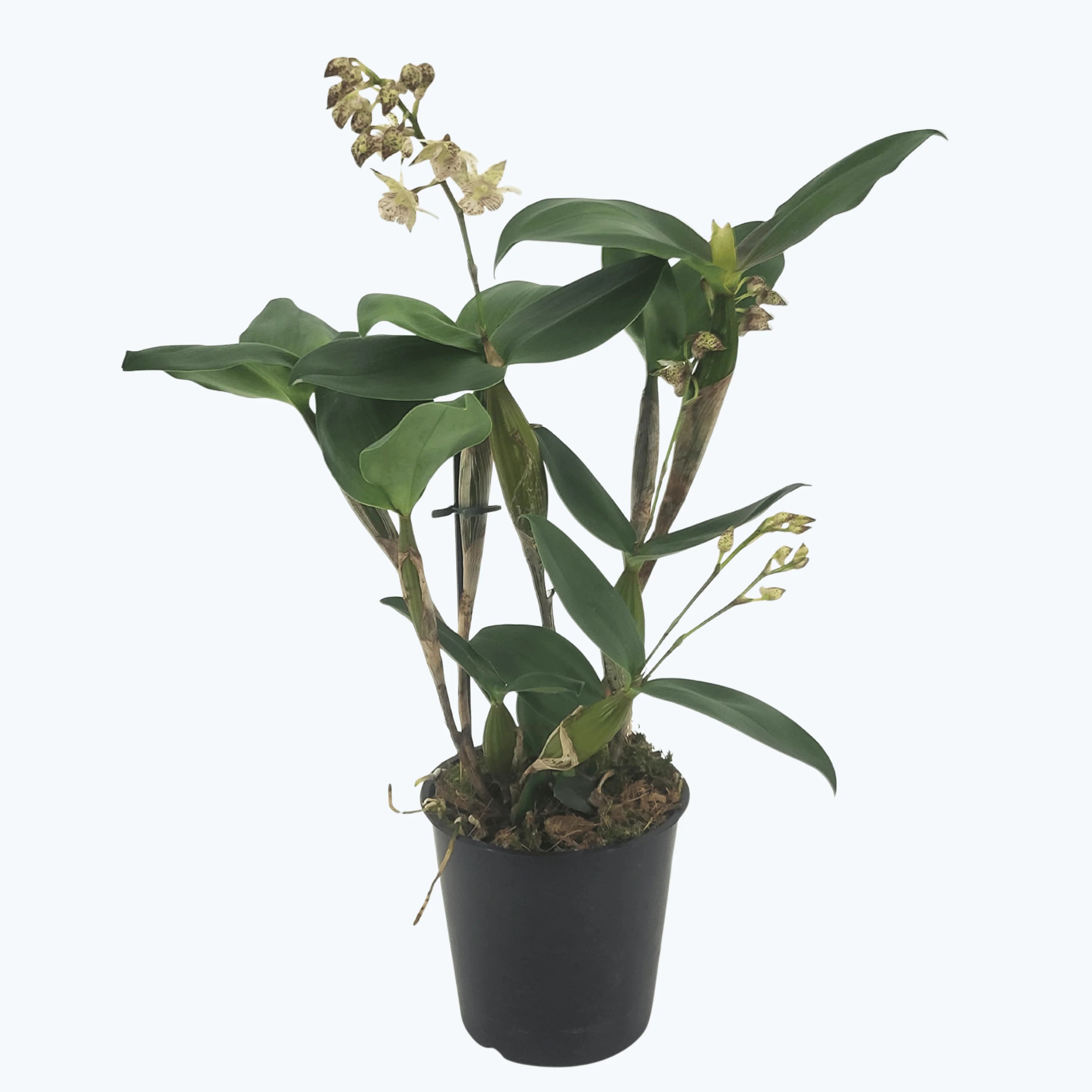 Dendrobium aberrans x polysema mit 2+ Rispen Dendrobium aberrans x polysema mit 2+ Rispen