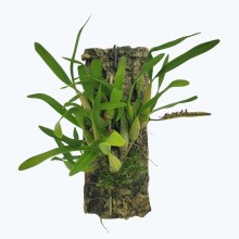 Bulbophyllum falcatum mini auf Kork Bulbophyllum falcatum mini auf Kork