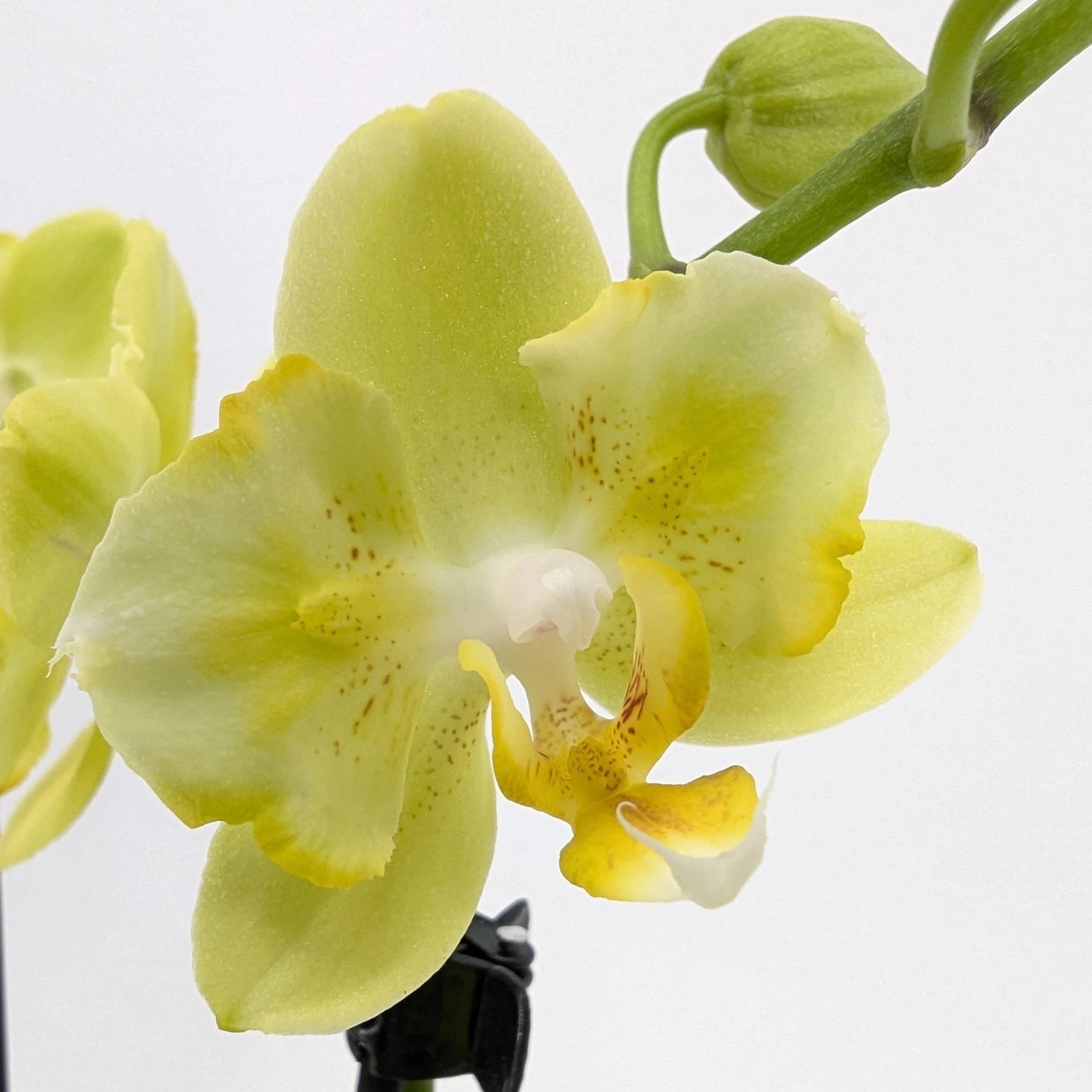 Pelorische Orchidee Table Dance La Paz mit gelben Blüten und 2 Rispen Pelorische Orchidee Table Dance La Paz mit gelben Blüten und 2 Rispen