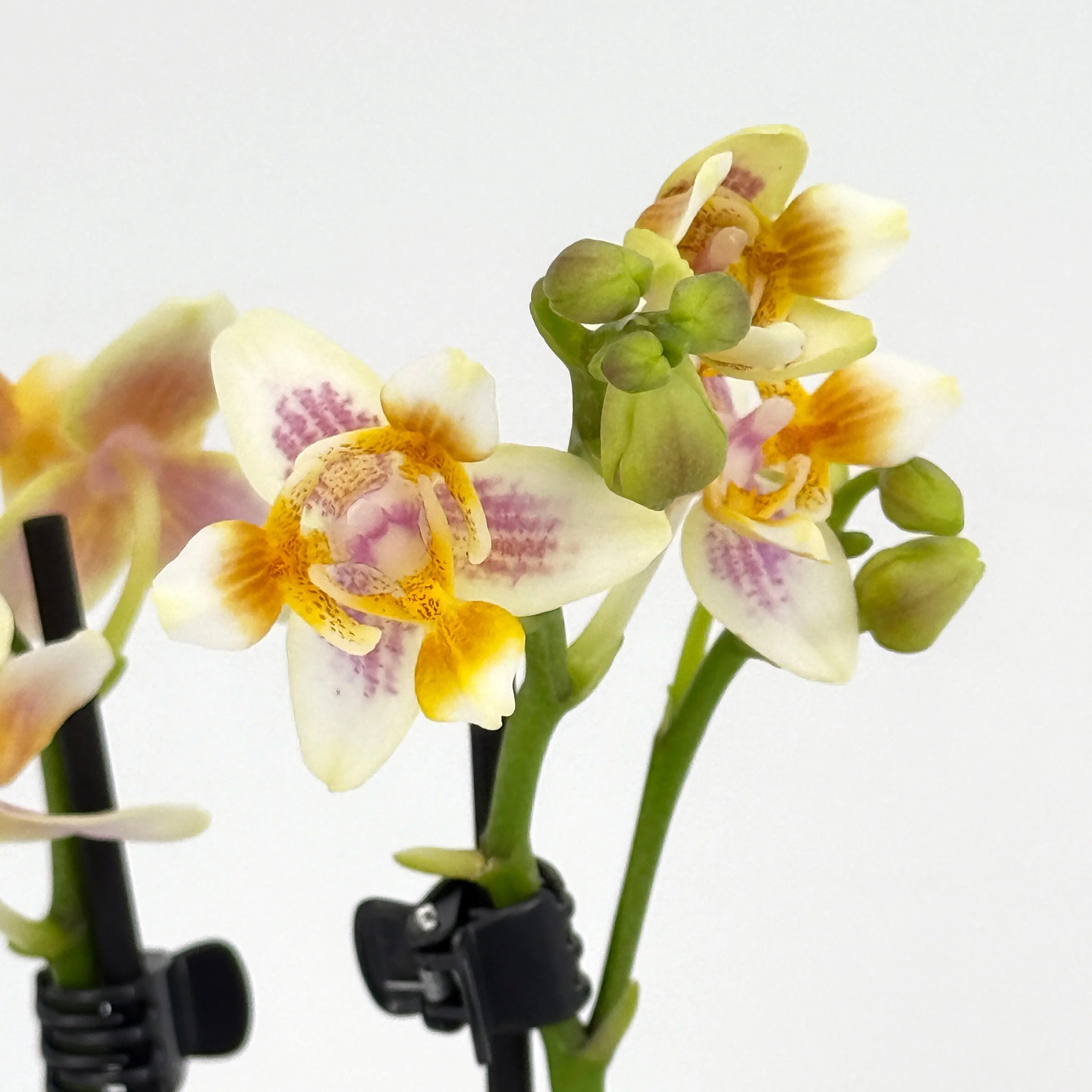 Pelorische Duftorchidee Table Dance Martina mit gelben Blüten und 2 Rispen Pelorische Duftorchidee Table Dance Martina mit gelben Blüten und 2 Rispen