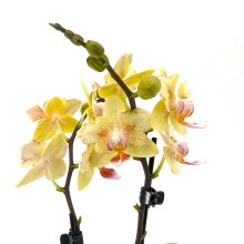 Pelorische Orchidee Table Dance Pereira mit gelben Blüten und 2 Rispen Pelorische Orchidee Table Dance Pereira mit gelben Blüten und 2 Rispen