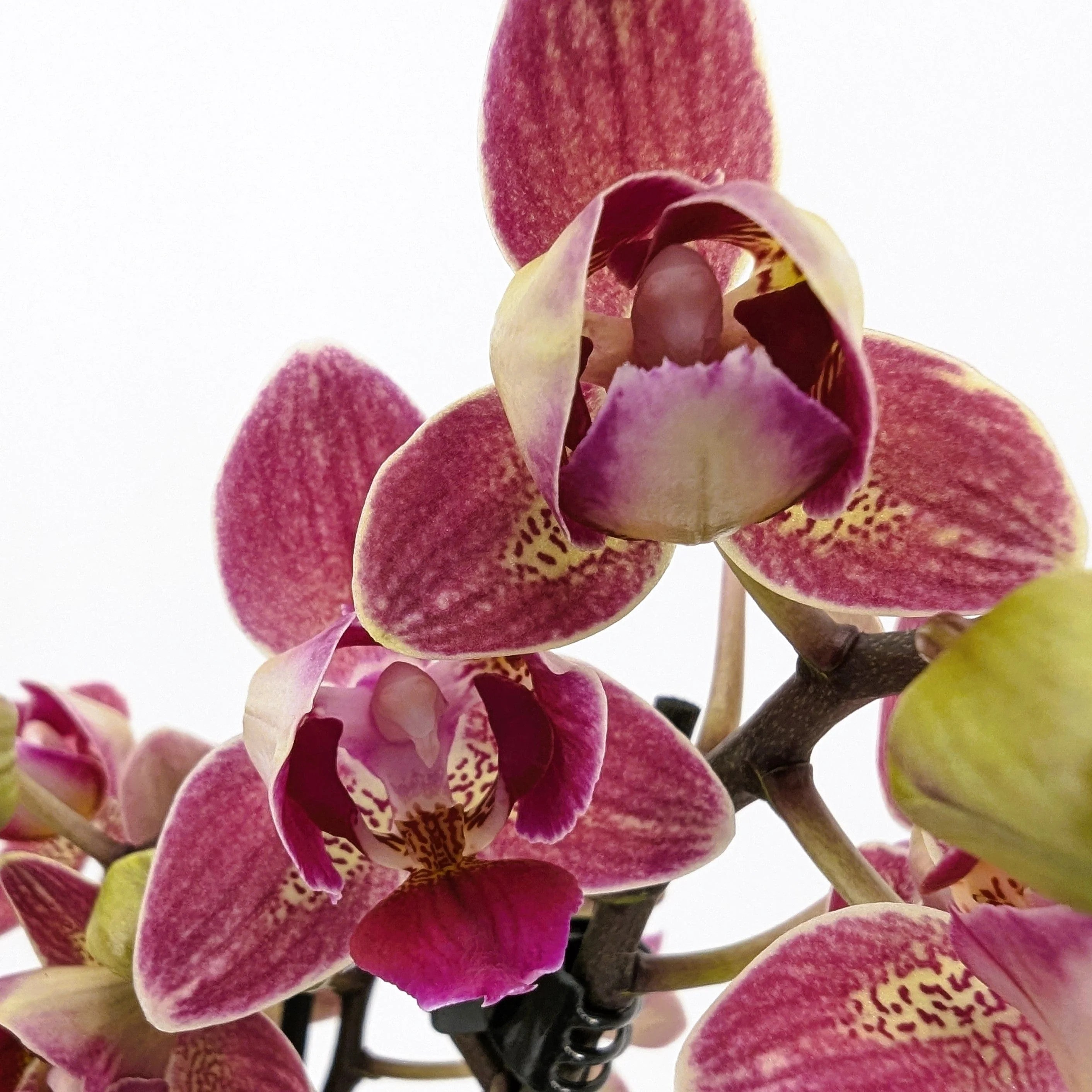 Pelorische Orchidee Table Dance Chamonix mit weinroten Blüten und 2+ Rispen Pelorische Orchidee Table Dance Chamonix mit weinroten Blüten und 2+ Rispen