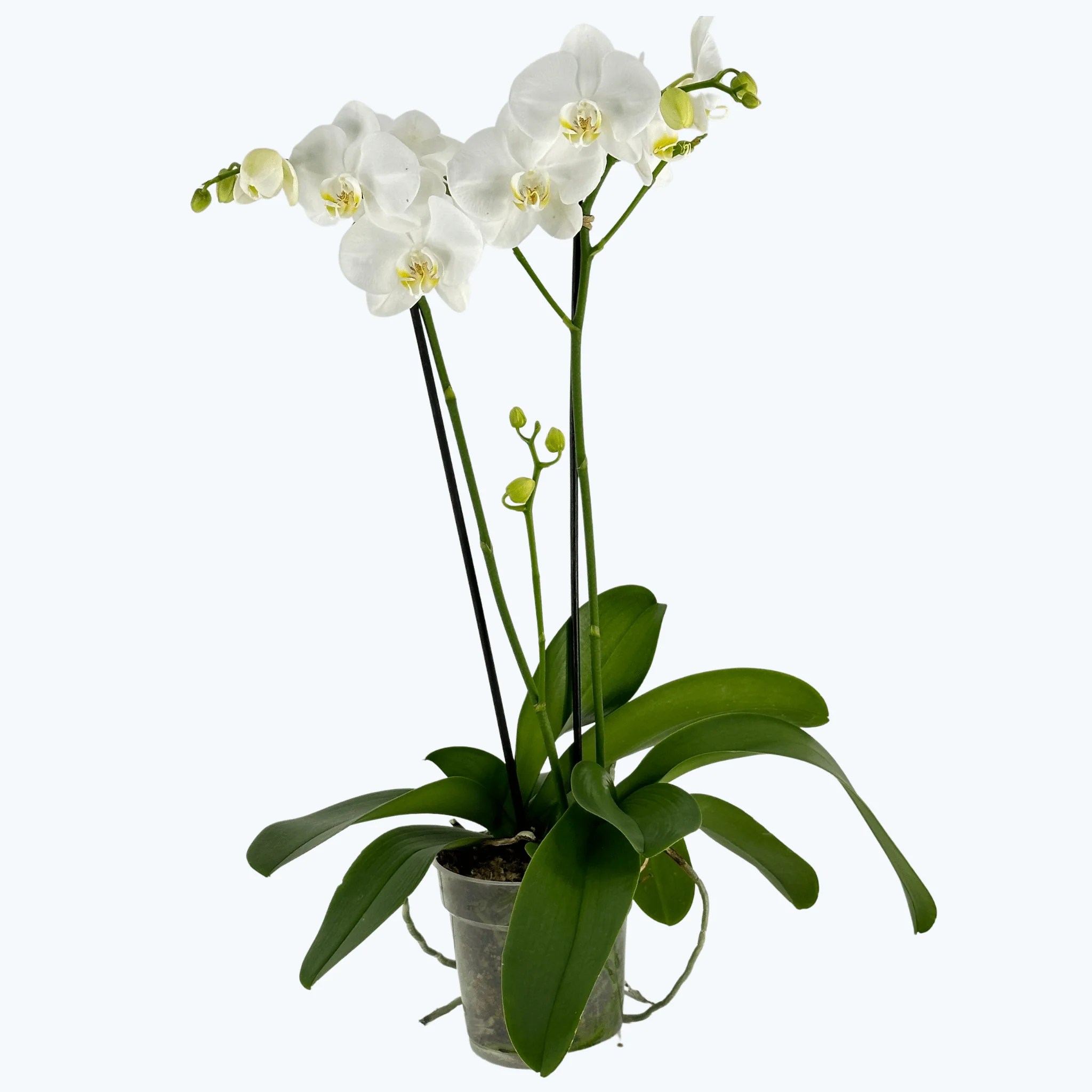 Große Two of Us Weiß mit weißen Blüten und 2 Rispen Große Two of Us Weiß mit weißen Blüten und 2 Rispen