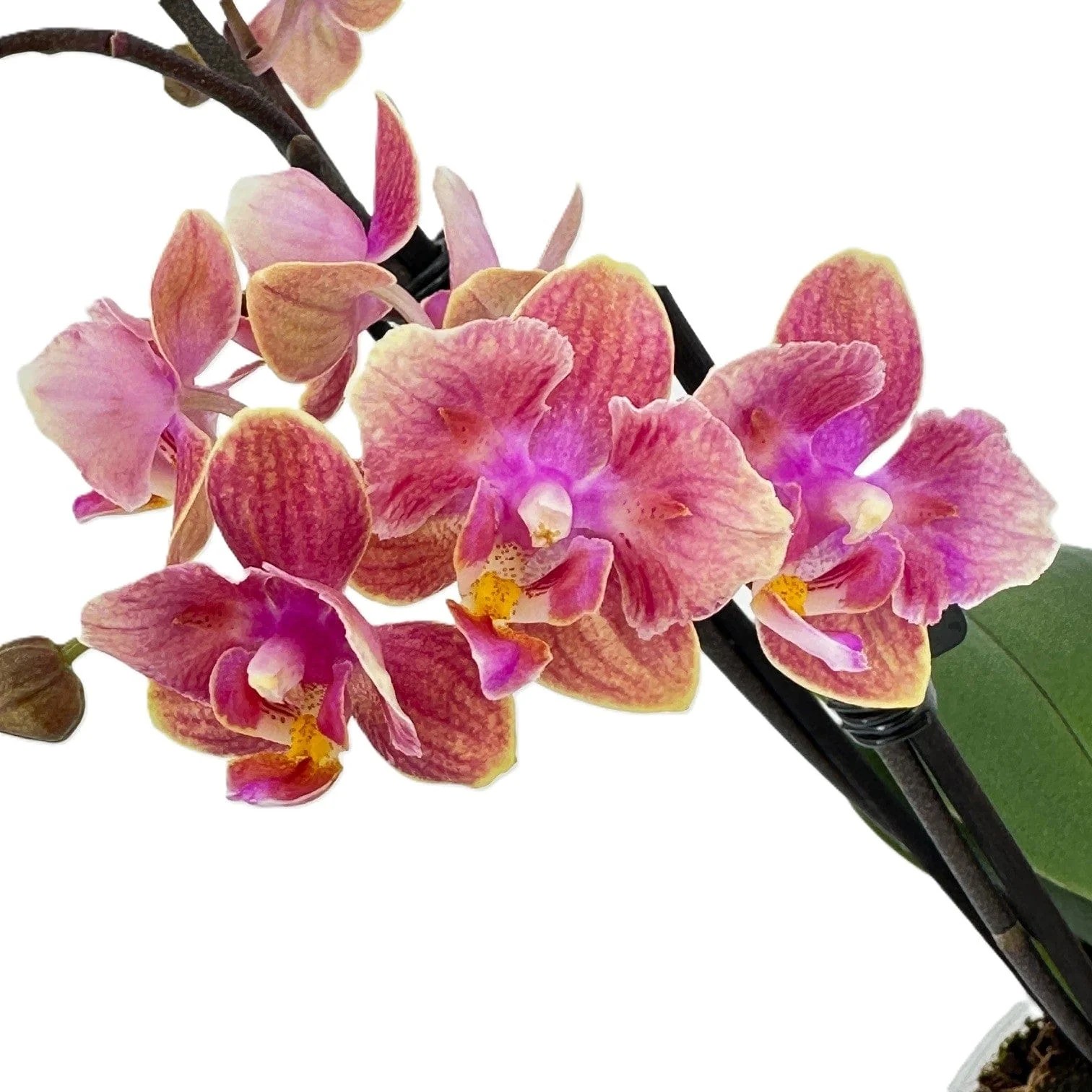 Pelorische Orchidee Table Dance Dusty Belle mit terracottafarbenen Blüten und 2+ Rispen Pelorische Orchidee Table Dance Dusty Belle mit terracottafarbenen Blüten und 2+ Rispen