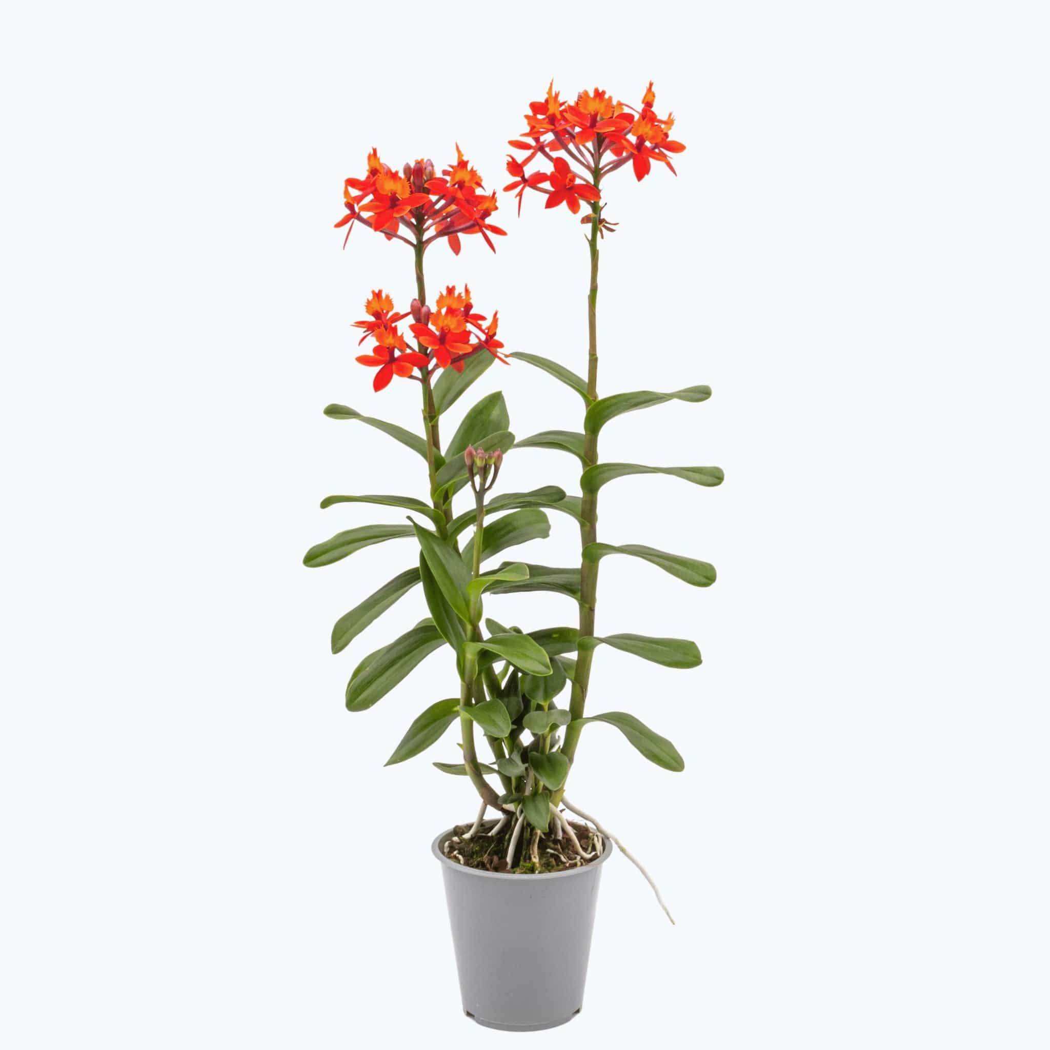 Epidendrum Nordic Fire Dauerblüher mit orange-roten Blüten und 2+ Rispen Epidendrum Nordic Fire Dauerblüher mit orange-roten Blüten und 2+ Rispen