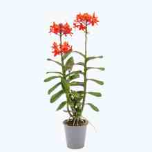 Epidendrum Nordic Fire Dauerblüher mit orange-roten Blüten und 2 Rispen Epidendrum Nordic Fire Dauerblüher mit orange-roten Blüten und 2 Rispen