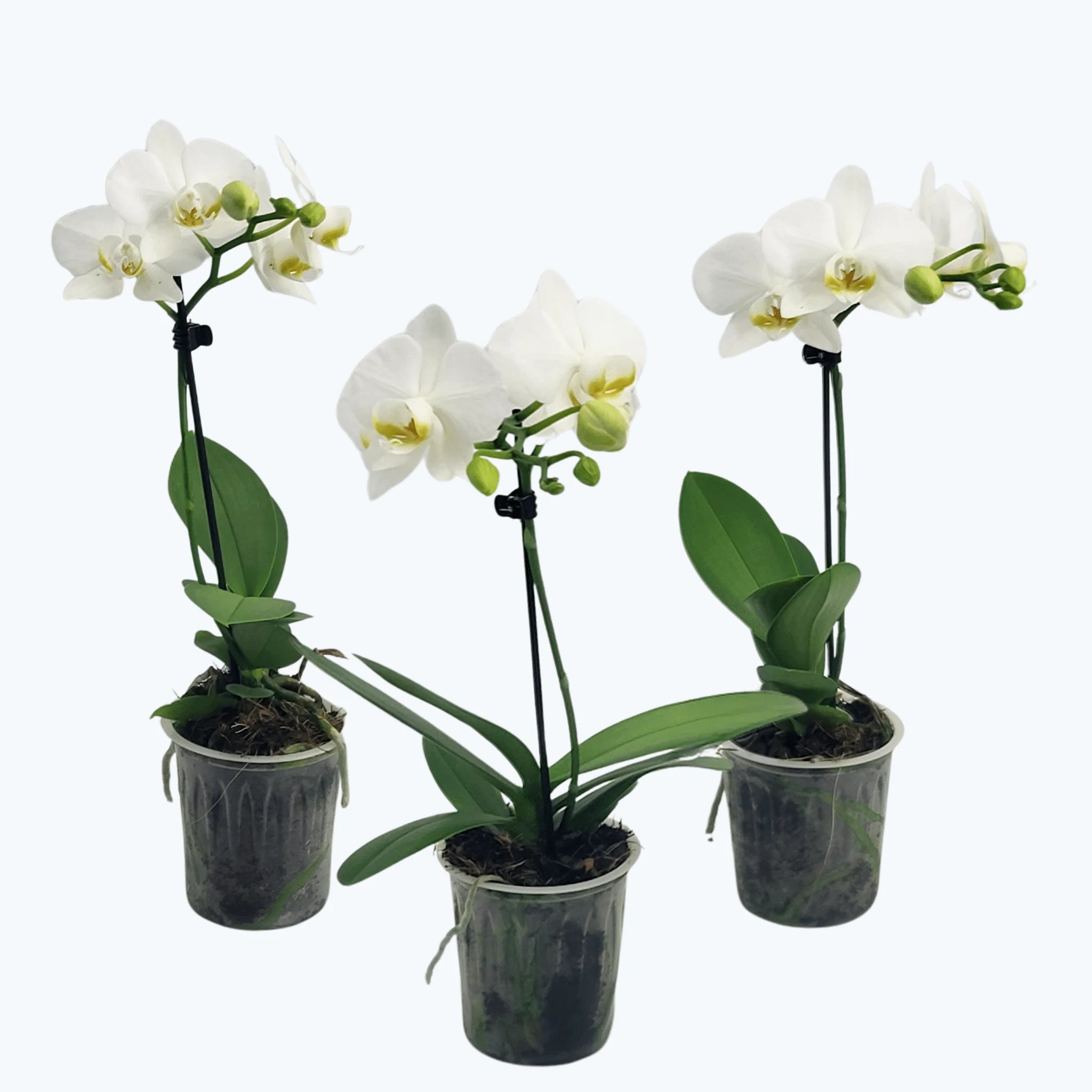 Table Dance Weiß mit weißen Blüten im 3er Set mit 1 Rispe Table Dance Weiß mit weißen Blüten im 3er Set mit 1 Rispe