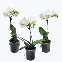 Table Dance Weiß mit weißen Blüten im 3er Set mit 1 Rispe Table Dance Weiß mit weißen Blüten im 3er Set mit 1 Rispe