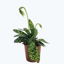 Frauenschuh Paphiopedilum Maudiae mit 2 Rispen Frauenschuh Paphiopedilum Maudiae mit 2 Rispen