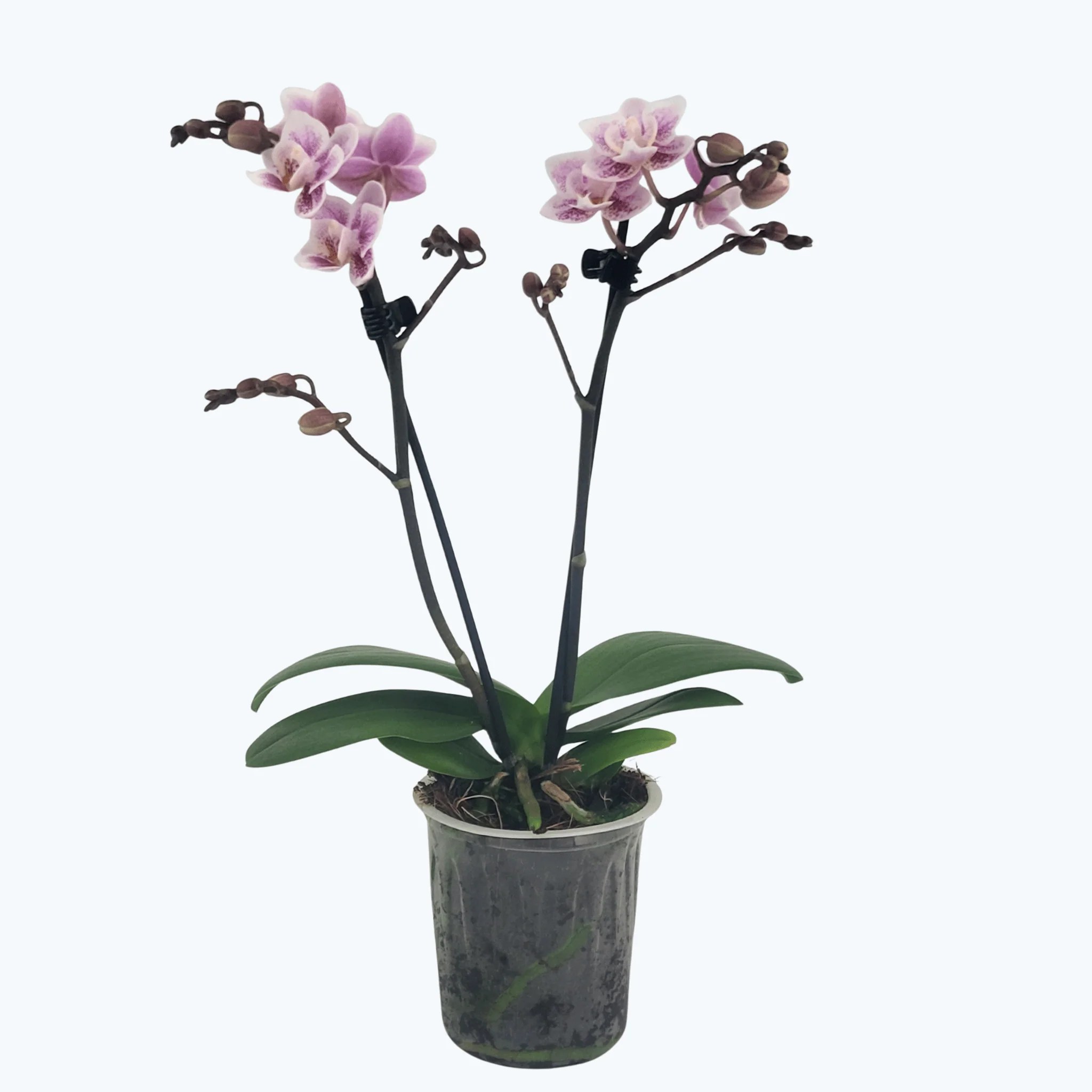 Table Dance Testsorte mit weiß-rosa gepunkteten Blüten und 2 Rispen Table Dance Testsorte mit weiß-rosa gepunkteten Blüten und 2 Rispen