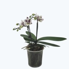 Table Dance Testsorte Corazon mit 2 Rispen Table Dance Testsorte Corazon mit 2 Rispen