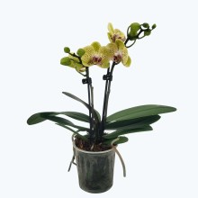 Table Dance Testsorte mit gelb gepunkteten Blüten und 2 Rispen Table Dance Testsorte mit gelb gepunkteten Blüten und 2 Rispen