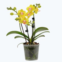 Table Dance Golden Yuzu mit kräftig gelben Blüten und 3 Rispen Table Dance Golden Yuzu mit kräftig gelben Blüten und 3 Rispen
