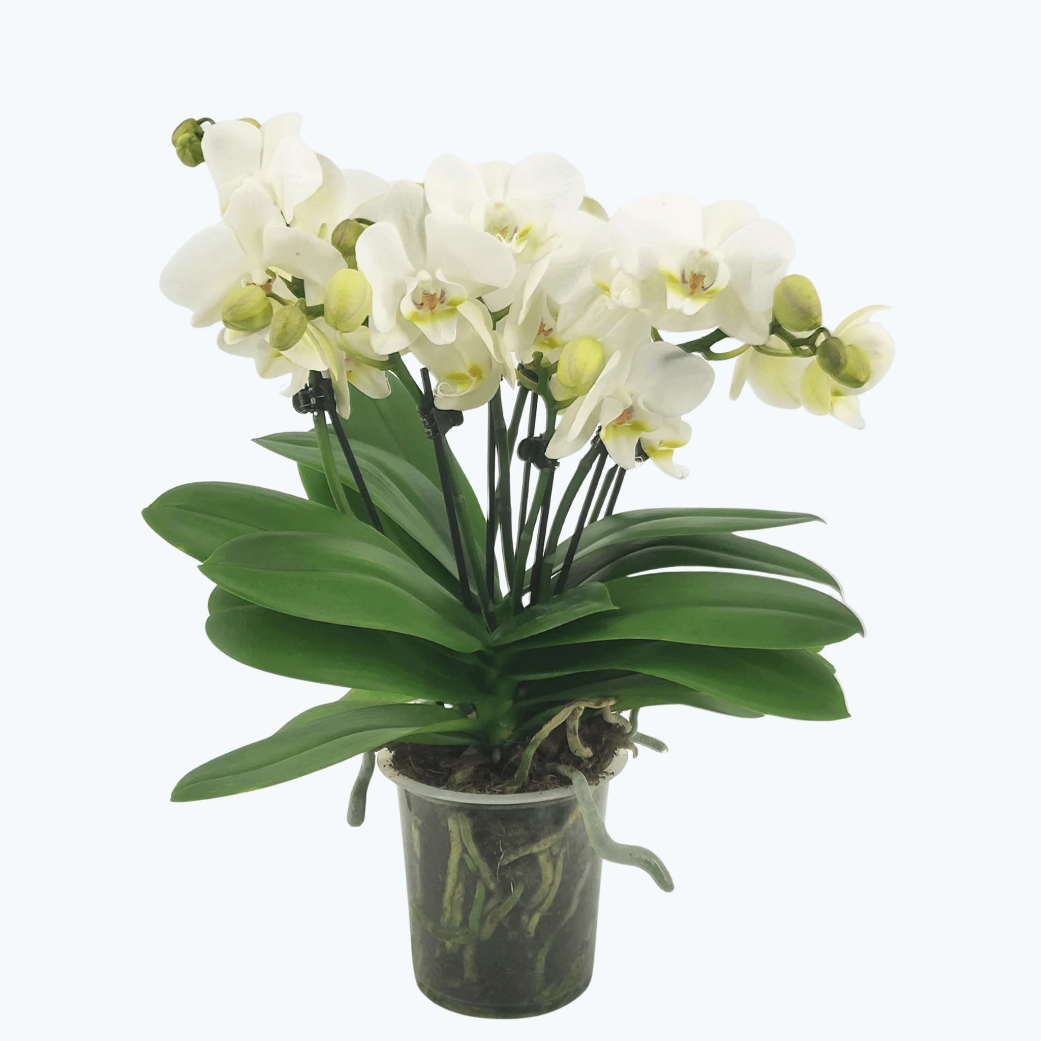 Große Two of Us Weiß mit weißen Blüten und 7 kurzen Rispen Große Two of Us Weiß mit weißen Blüten und 7 kurzen Rispen