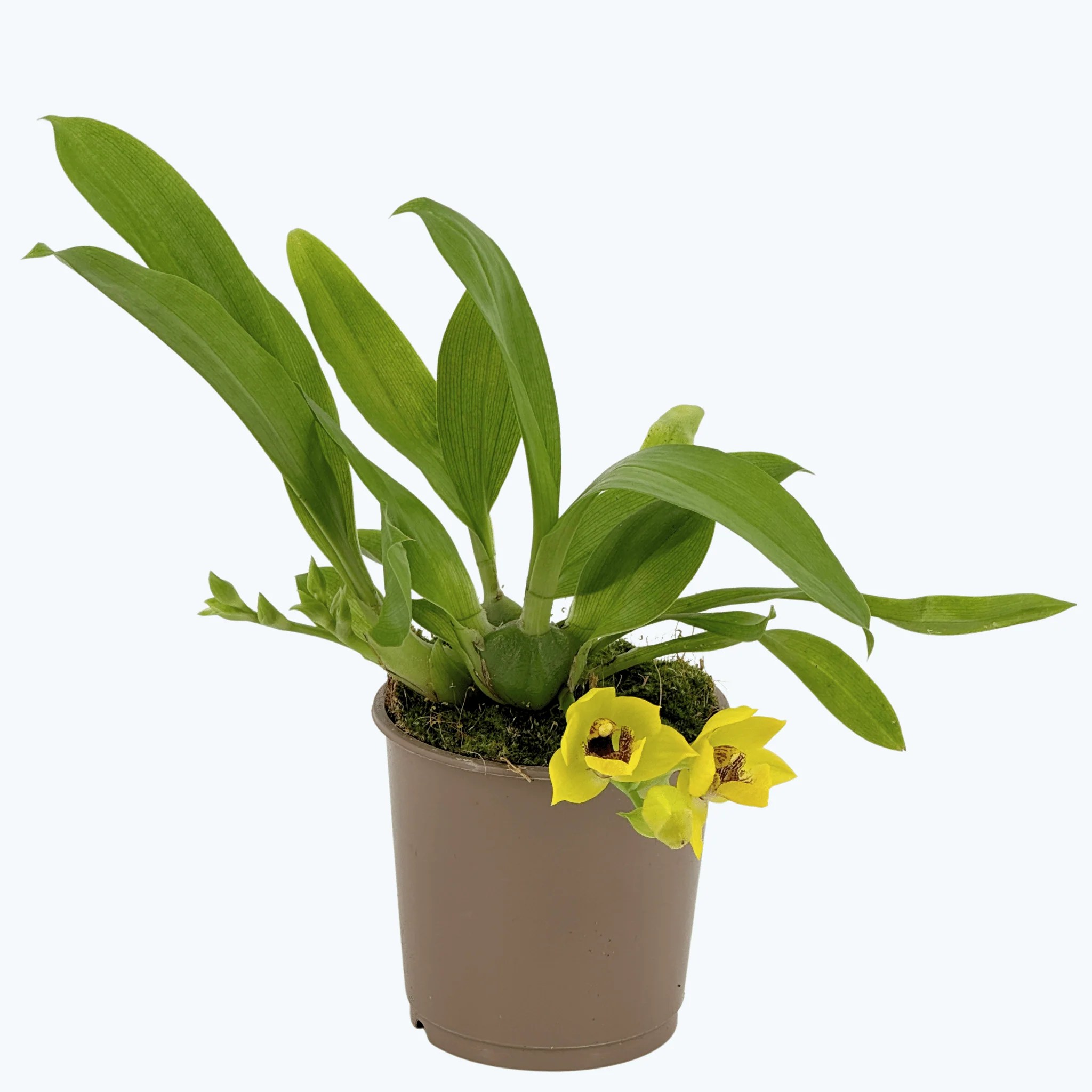 Propetalum Akka mit 1 Rispen und gelben Blüten im 9cm Topf Propetalum Akka mit 1 Rispen und gelben Blüten im 9cm Topf