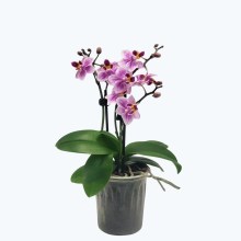 Table Dance Sol y Rubi mit 3 Rispen Table Dance Sol y Rubi mit 3 Rispen